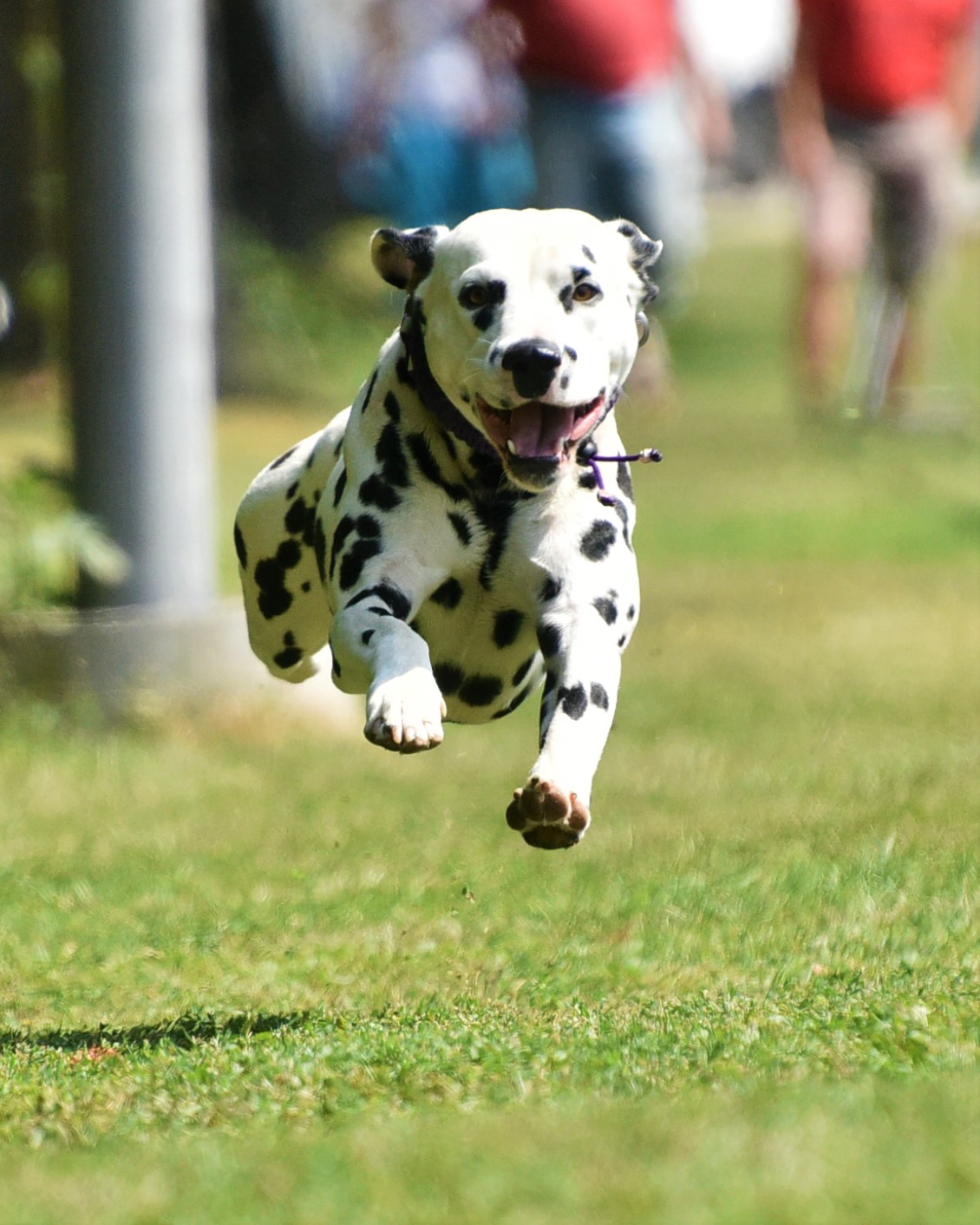 Dalmatiner Treff 19.08